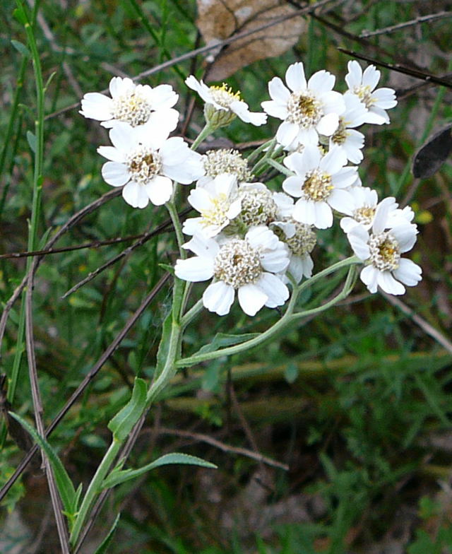 Sumpfschafgarbe (Achillea ptarmica)  Juli 09 A Wildbahn Heuschrecken u. Blumen 131