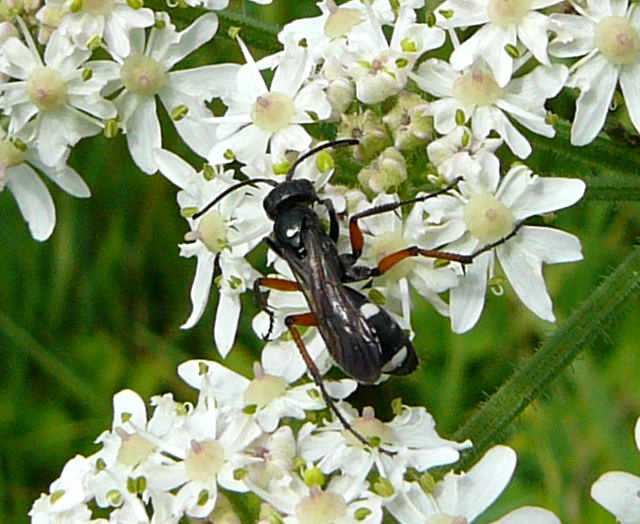 Wegwespe (Pompilidae) Cryptocheilus versicolor Juli 09 Hirschberg-Grosachsen u. Viernheim 002a