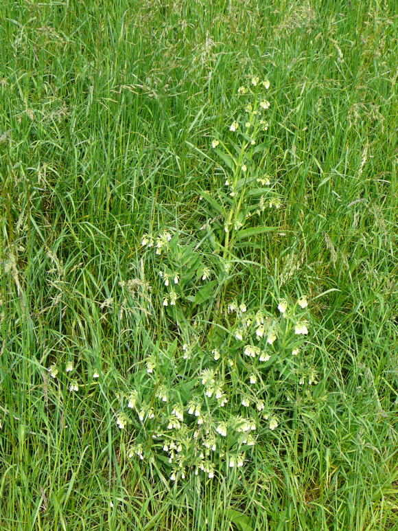 Weigelber Beinwell Symphytum officinale subsp. bohemicum Mai 2010 Hemsbach Graben u. Kaefer 061