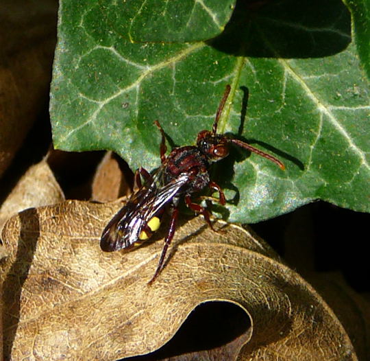 Wespenbiene (Nomada cf. striata) April 09 Froschleich u. Insekten Htt 088