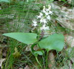 Zweiblttrige Schattenblume (Maianthemum bifolium) kl.