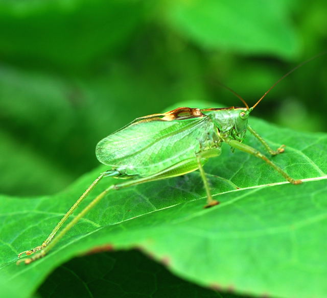 Zwitscherschrecke (Tettigonia cantans). Urlaub 2009 Herkules Sulen u. Benno-Hhle nikon 023