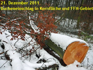 21.12.2011 FFH-Reliktwald Kernflchen-Fllung 024