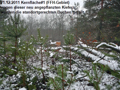 21.12.2011 FFH-Reliktwald Kernflchen-Fllung 026