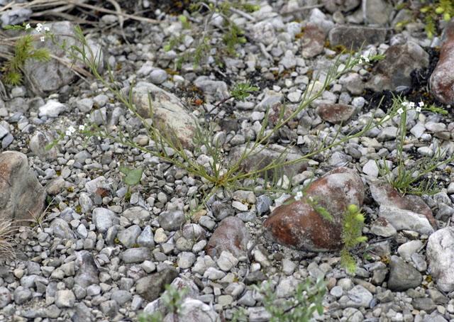 Alpen-Leinblatt (Thesium alpinum) Mai  2012 Ammergebirge, Grasnang NIKON 211
