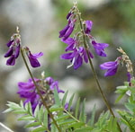 Alpen-Sklee (Hedysarum hedysaroides) kl.