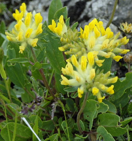 Alpen-Wundklee (Anthyllis vulneraria ssp. alpestris) Allgu Alpen Fellhorn NIKON 068a