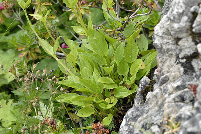 Berg-Baldrian (Valeriana montana) 9.7.2011 Allgu Alpen Fellhorn NIKON2 158
