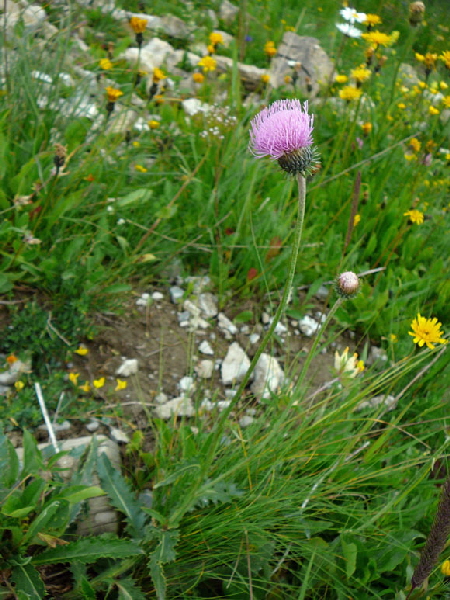 Berg-Distel (Carduus defloratus)  9.7.2011 Allgu Alpen Fellhorn Oberstdorf-Faistenoy 114