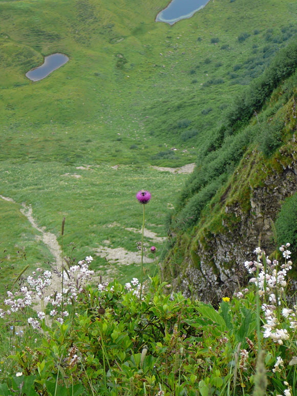 Berg-Distel (Carduus defloratus)  9.7.2011 Allgu Alpen Fellhorn Oberstdorf-Faistenoy 094