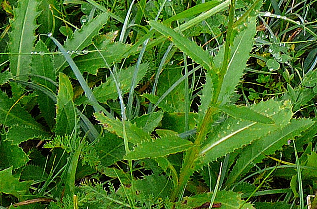 Berg-Distel (Carduus defloratus) 2011-07-14 Bad Reichenhall, Weissbach u. Jochberg 003a