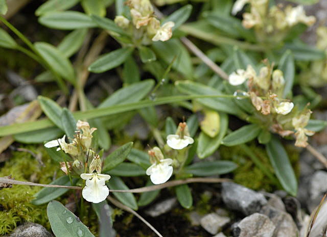 Berg-Gamander Teucrium montanum 2011-07-15 Nationalpark Berchtesgarden Wimbachtal NIKON 286