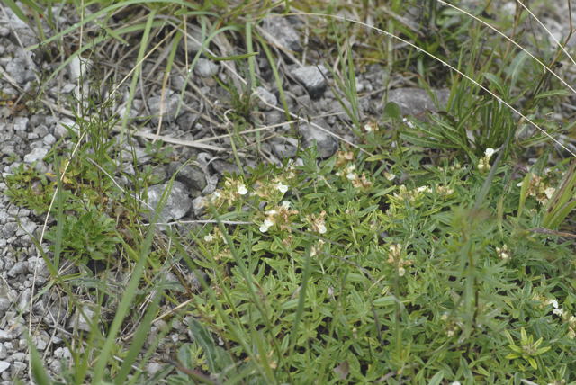 Berg-Gamander Teucrium montanum 2011-07-15 Nationalpark Berchtesgarden Wimbachtal NIKON 288