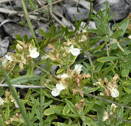 Berg-Gamander Teucrium montanum 2011-07-15 Nationalpark Berchtesgarden Wimbachtal NIKON 288a