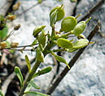 Berg-Steinkraut (Alyssum montanum) 2 kl.