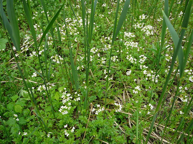 Bitteres Schaumkraut (Cardamine amara) Mai 2012 Alpen Ammergebirge, Grasnang 016
