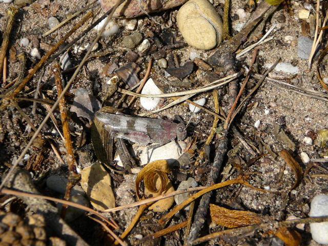 Blauflgelige dlandschrecke (Oedipoda caerulescens) Sept 2010 Viernheimer Glockenbuckel Blumen 041