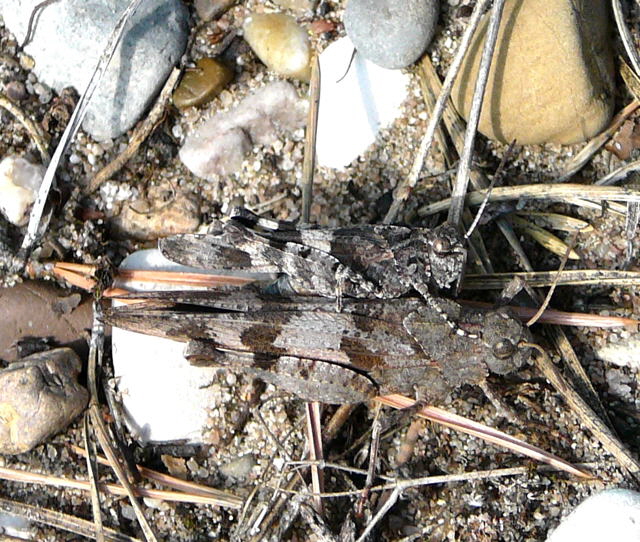 Blauflgelige dlandschrecke (Oedipoda caerulescens) Sept 2010 Viernheimer Glockenbuckel Blumen 046