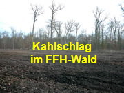 Dez 2009  Kahlschlag FFH-Gebiet