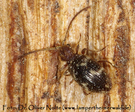 Diebskfer 1 Ptinus_rufipes (600) Dr. Oliver Nolte