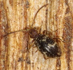 Diebskäfer 1 Ptinus_rufipes kl.