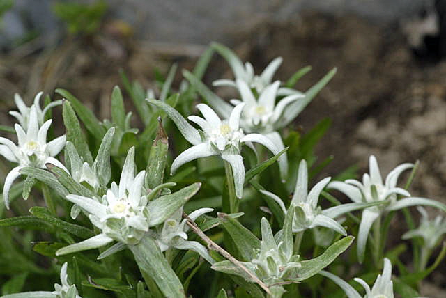 Edelwei (Leontopodium alpinum) Urlaub 2011 9.7.2011 Allgu Alpen Fellhorn NIKON2 183