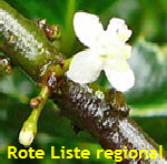 Europische Stechpalme (Ilex aquifolium) 1 kl.