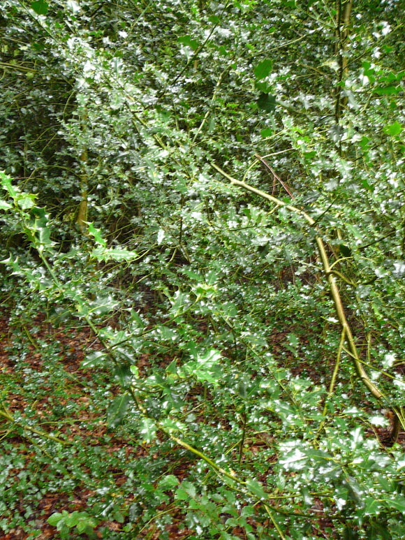Europische Stechpalme (Ilex aquifolium) 2012-08-25 Zetel, Neuenburger Urwald, Spolsener Moor 020