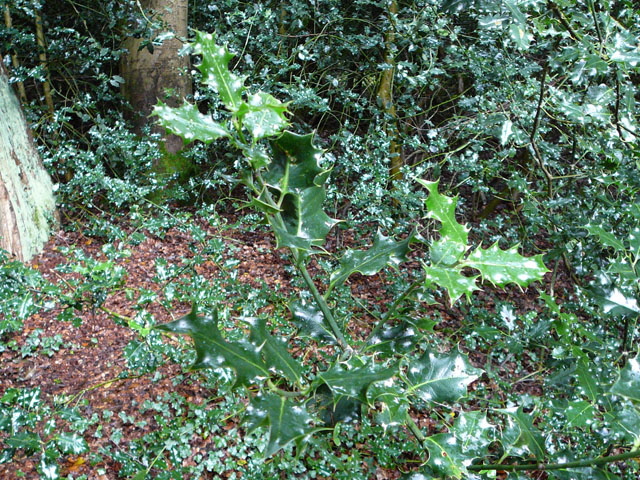 Europische Stechpalme (Ilex aquifolium) 2012-08-25 Zetel, Neuenburger Urwald, Spolsener Moor 021