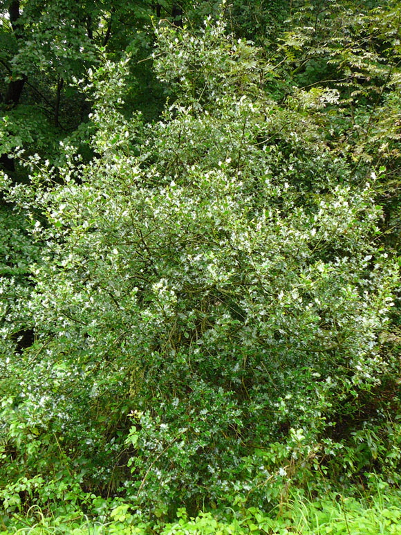 Europische Stechpalme (Ilex aquifolium) 2012-08-25 Zetel, Neuenburger Urwald, Spolsener Moor 061