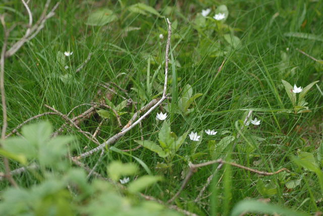 Europischer Siebenstern (Trientalis europaea Juni 09 Hoher Vogelsberg... Hochmoor 328