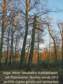 FFH-Wald stlich A67 111_kl.