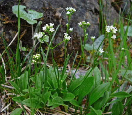 Felsen-Baldrian (Valeriana saxatilis) Mai  2012 Alpen Ammergebirge, Grasnang 140