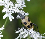 Gelber Vierfleckbock (Pachyta quadrimaculata) kl.