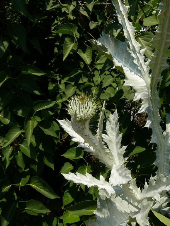 Gemeine Eselsdistel (Onopordum acanthium) Juni 2011 Huettenfeld Insekten und Falter 009