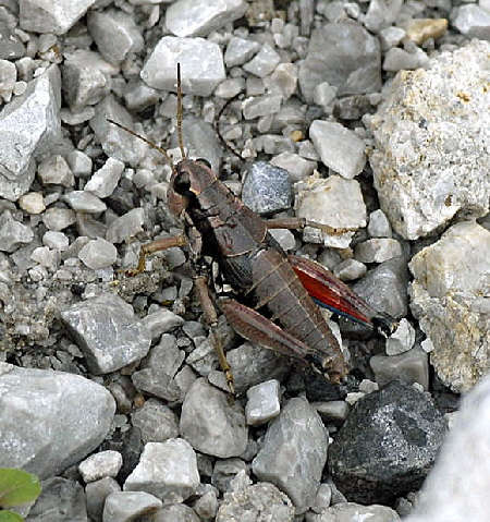 Gemeine Gebirgsschrecke (Podisma pedestris) 2011-07-15 Nationalpark Berchtesgarden Wimbachtal NIKON 133