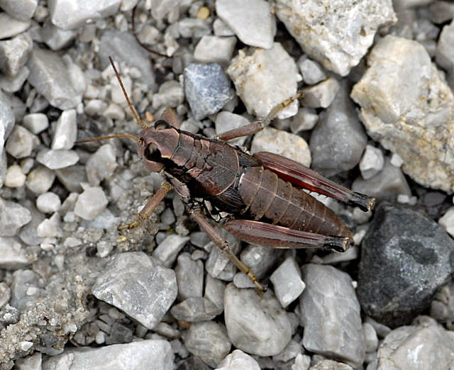 Gemeine Gebirgsschrecke (Podisma pedestris) 2011-07-15 Nationalpark Berchtesgarden Wimbachtal NIKON 136