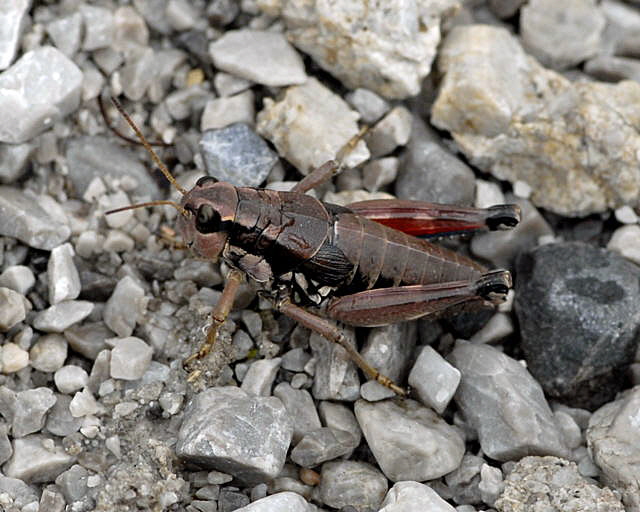 Gemeine Gebirgsschrecke (Podisma pedestris)2011-07-15 Nationalpark Berchtesgarden Wimbachtal NIKON 135