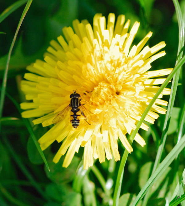 Gemeine Sumpf-Schwebfliege Helophilus pundulus Männchen Okt 2009  Hütt, Garten NIKON 028