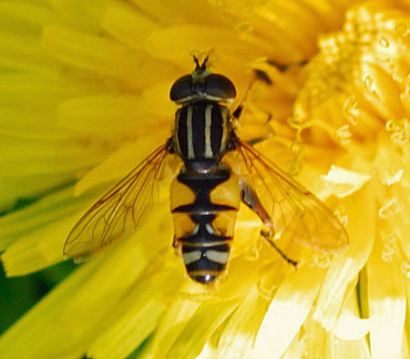 Gemeine Sumpf-Schwebfliege Helophilus pundulus Männchen Okt 2009  Hütt, Garten NIKON 028a