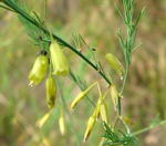 Gemse-Spargel (Asparagus officinalis) kl.