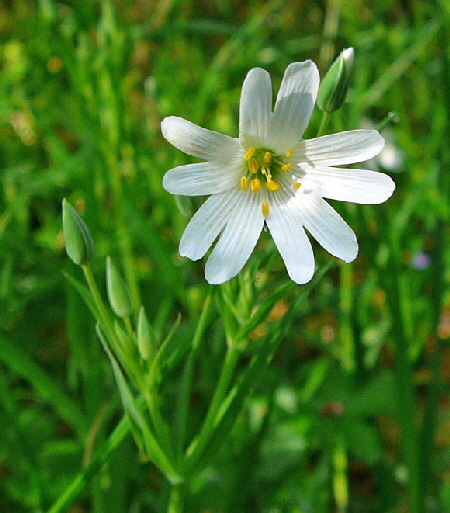 Groe Sternmiere (Stellaria holostea    April Holz Blumen Glockenb. + Viernh. Wald 079