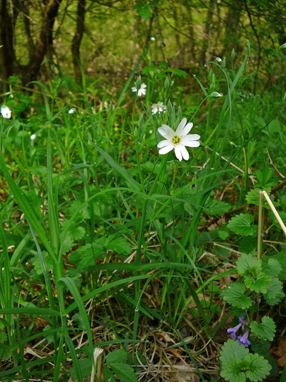 Groe Sternmiere (Stellaria holostea    April Holz Blumen Glockenb. + Viernh. Wald 077