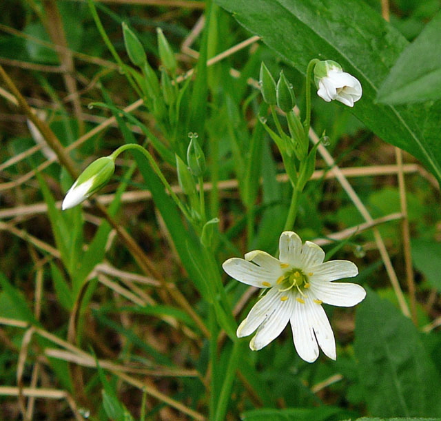 Groe Sternmiere (Stellaria holostea    April Holz Blumen Glockenb. + Viernh. Wald 075