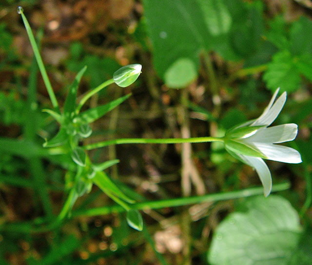 Groe Sternmiere (Stellaria holostea    April Holz Blumen Glockenb. + Viernh. Wald 080