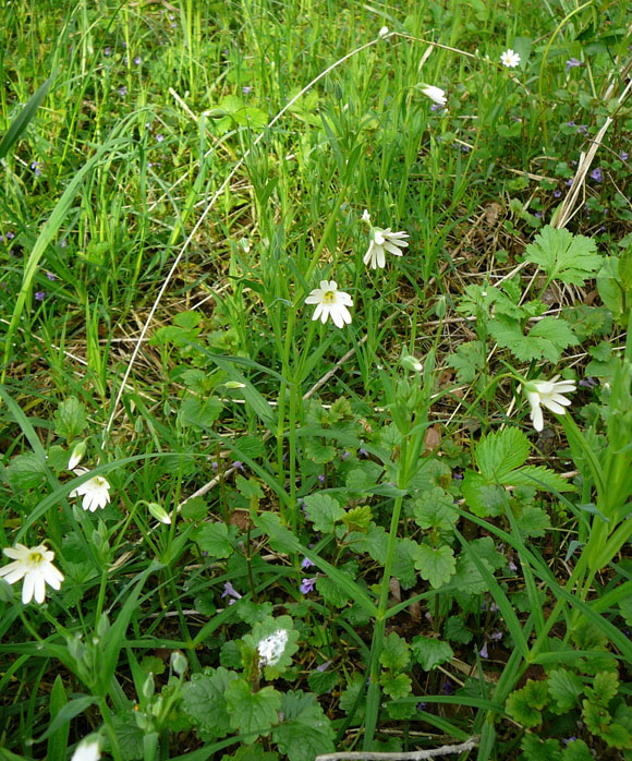 Groe Sternmiere (Stellaria holostea   April Holz Blumen Glockenb. + Viernh. Wald 081