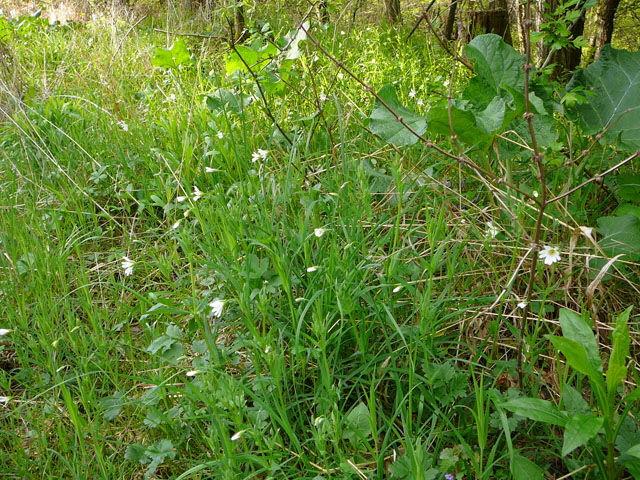 Groe Sternmiere (Stellaria holostea  April Holz Blumen Glockenb. + Viernh. Wald 074