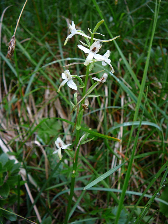 Grnliche Waldhyazinthe Platanthera cf. chlorantha  2011-07-15 Nationalpark Berchtesgarden Wimbachklamm+gries 084