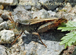 Italienischen Schnschrecke (Caliptamus italicus Juli 2012 FFH 