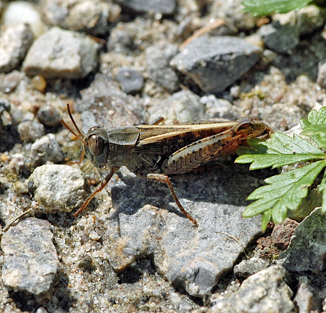 Italienischen Schnschrecke (Caliptamus italicus Juli 2012 FFH Wald Insekten 145